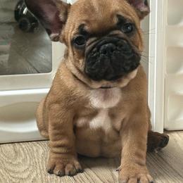 Easton - Fawn male French Bulldog puppy in Largo, Florida from Big Daddy Frenchies