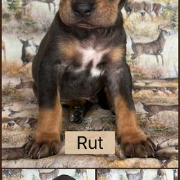 Rut - Blue male Catahoula Leopard Dog puppy in Forbes, Minnesota from North Country Catahoulas