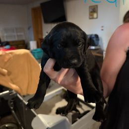 Girl 2 - Black female Labrador Retriever puppy in Black Creek, Wisconsin from Copper View Farm German Shepherds and Labrador Retreivers