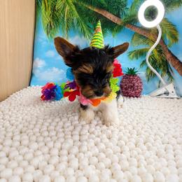 Boy 3(2000) - Black tan and white male Biewer Terrier puppy in Douglas, Georgia from Southern Georgia Yorkies and biewers