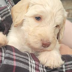 Labradoodle Puppies from Allandale Acres