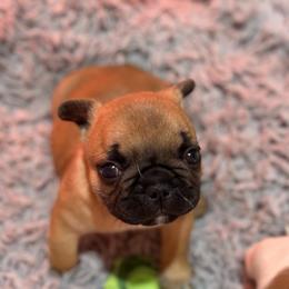 Nick - Fawn male French Bulldog puppy in Kalispell, Montana from Grace & Grit Frenchies
