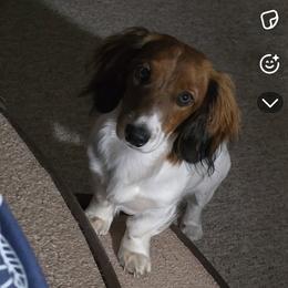DJ - Dachshund