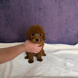 Yumi(AKC) - Red  female Poodle puppy in Moreno Valley, California from Yanni's Poodle