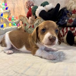 Nicholas - Red male Dachshund puppy in Hensley, Arkansas from The Dachshund Barn