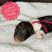 Australian Labradoodle, Double Doodle, Goldendoodle, and Labradoodle Puppies from Lake Mountain Doodle