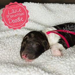 Australian Labradoodle, Double Doodle, Goldendoodle, and Labradoodle Puppies from Lake Mountain Doodle