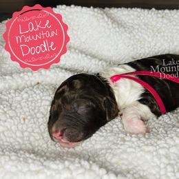 Australian Labradoodle, Double Doodle, Goldendoodle, and Labradoodle Puppies from Lake Mountain Doodle
