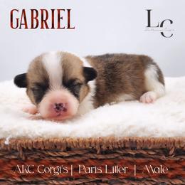 Gabriel - Red male Pembroke Welsh Corgi puppy in Pine Village, Indiana from NL Horsemanship