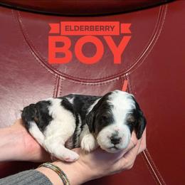 Elderberry - Black and white male Bernedoodle puppy in Cambridge, Minnesota from Country Meadow Doodles