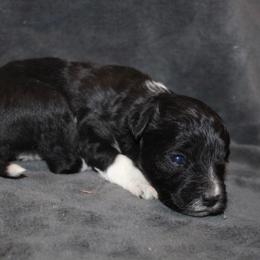 Vivian - Black tri-color female Aussiedoodle puppy in Loretto, Tennessee from K Kountry Farm