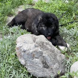 Lupa - Gray Caucasian Shepherd Dog puppy in Evans, Washington from Guardian Kennels