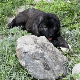 Lupa - Gray Caucasian Shepherd Dog puppy in Evans, Washington from Guardian Kennels