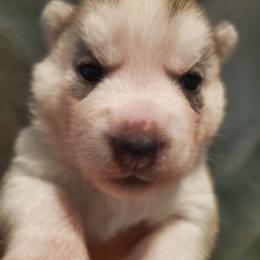 Pepper (green) - Gray and white female Siberian Husky puppy in Elk River, Minnesota from Naturez Siberians
