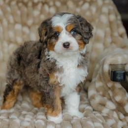 Bentley - male Australian Mountain Doodle puppy in Dalton, Ohio from Haven Doodles