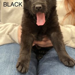 Black-Howl - Black male German Shepherd puppy in Medical Lake, Washington from Nine Realms German Shepherds