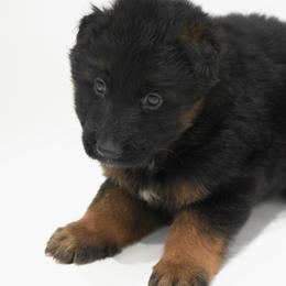 Casanova - Black and red male German Shepherd puppy in Lexington, Virginia from Buffelbach Farmstead Shepherds