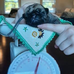 Macintosh - grey colar - Fawn male Pug puppy in Saint Helens, Oregon from Ebert Golden Retrievers & Pugs