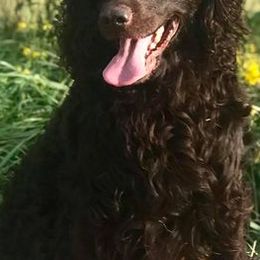 Boykin Spaniels from CommandsK9