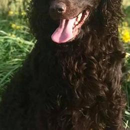 Boykin Spaniels from CommandsK9