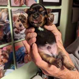 Yorkshire Terrier Puppies from Yadkinyorkies&Morkies