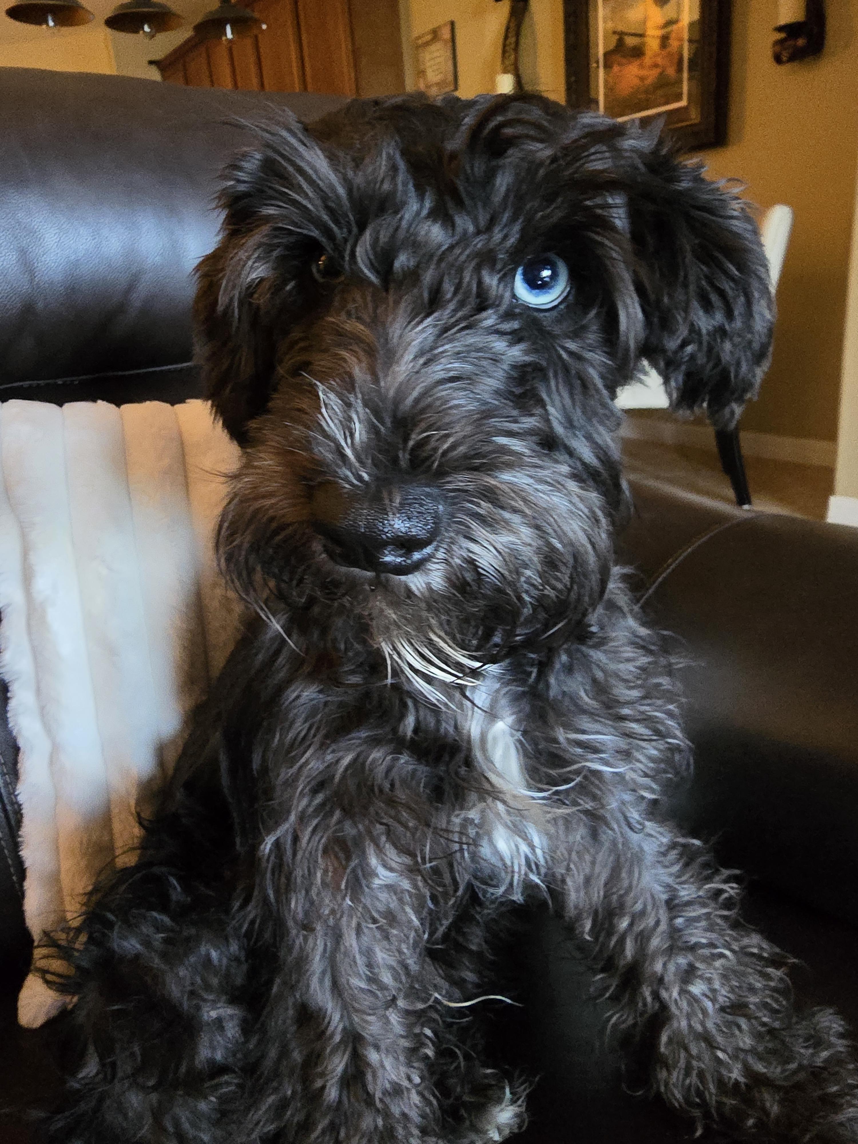 Cooper
