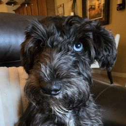 Cooper - Miniature Schnauzer