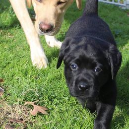 Labrador Retrievers from Wages Labs