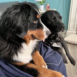 Bernese Mountain Dog and Pembroke Welsh Corgi All Grown Up from Concerto Corgis