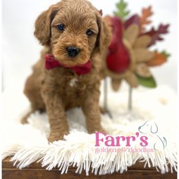 Red collar - Red  male Goldendoodle puppy in Ohio from Farr’s Goldens and Doodles