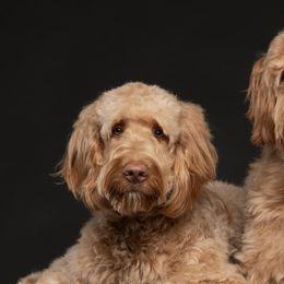 Assorted Doodle Crosses and Goldendoodles from Cynology Doodles