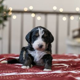 K2 Tri Color Female - Tri-color female Bernedoodle puppy in Eureka, Illinois from Joley Aire Family Dogs
