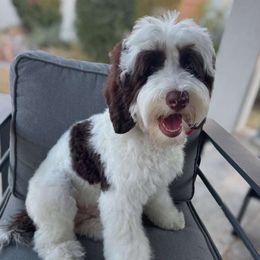 Ranger - Australian Labradoodle