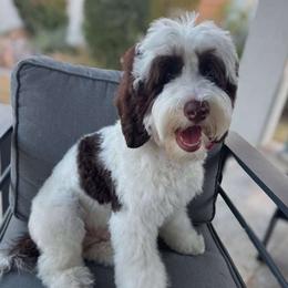 Ranger - Australian Labradoodle