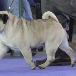 Pugs from Fantasy Pugs