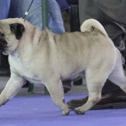 Pugs from Fantasy Pugs