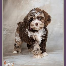 Samara - Merle female Cockapoo puppy in Connersville, Indiana from Deaz Doodle Ranch