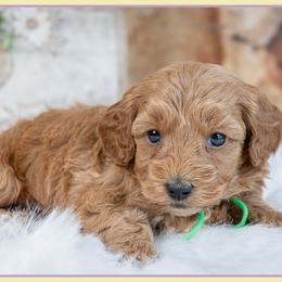 Dior - Red female Cockapoo puppy in Connersville, Indiana from Deaz Doodle Ranch