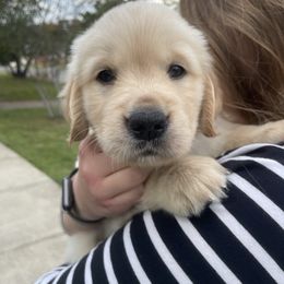 Golden Retriever Puppies from Robinson Goldens