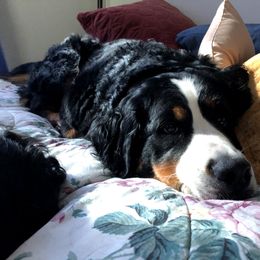 Bernedoodle, Bernese Mountain Dog, and Goldendoodle All Grown Up from Bernedoodles of the Ozarks