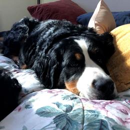 Bernedoodle, Bernese Mountain Dog, and Goldendoodle All Grown Up from Bernedoodles of the Ozarks
