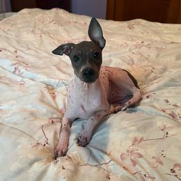 Rogue - Black tan and white female American Hairless Terrier puppy in Buckingham, Illinois from Gaus Hof