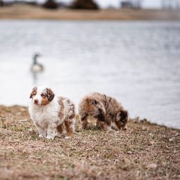 Miniature American Shepherd and Miniature Australian Shepherd Puppies from Rocking 4C