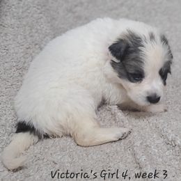 Girl 4 - White and badger female Great Pyrenees puppy in Nicholson, Georgia from Pony Trail Farm