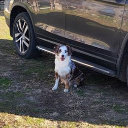 Bunny - Miniature Australian Shepherd