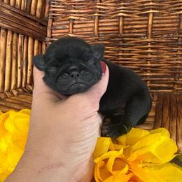 Black female - Black female Pug puppy in Tucson, Arizona from Furever Friends