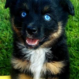 Miniature Australian Shepherd Puppies from Aussies Acre