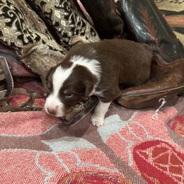 Australian Shepherd Puppies from Hall's Australian Shepherds