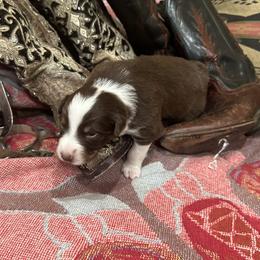Australian Shepherd Puppies from Hall's Australian Shepherds