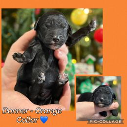 Donner - Black male Goldendoodle puppy in Howard City, Michigan from Doodles and Chaos